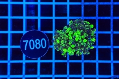 Euphyllia paraancora