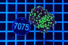 Euphyllia paraancora