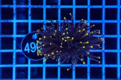 Euphyllia glabrescens